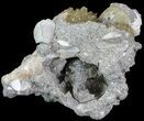 Crystal Filled Fossil Whelk - Rucks Pit, FL #69072-2